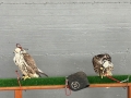 IMG-20261011-WA0039